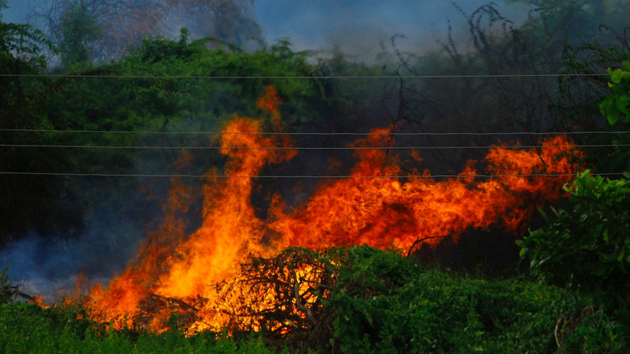 Examining the Role of Wildfires in the Environment: Are They Beneficial?